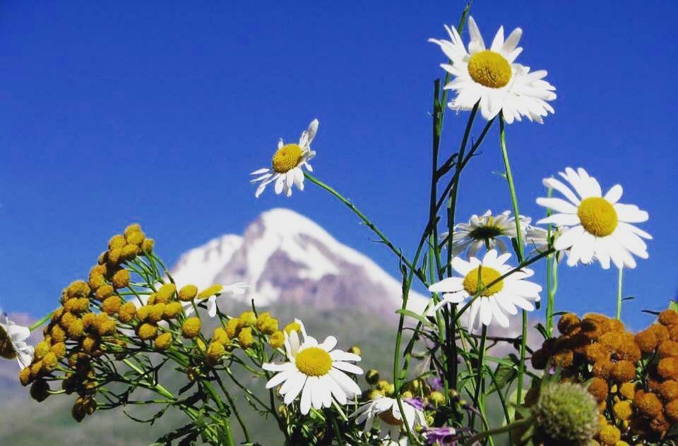 Sno House Kazbegi Hotel Bagian luar foto